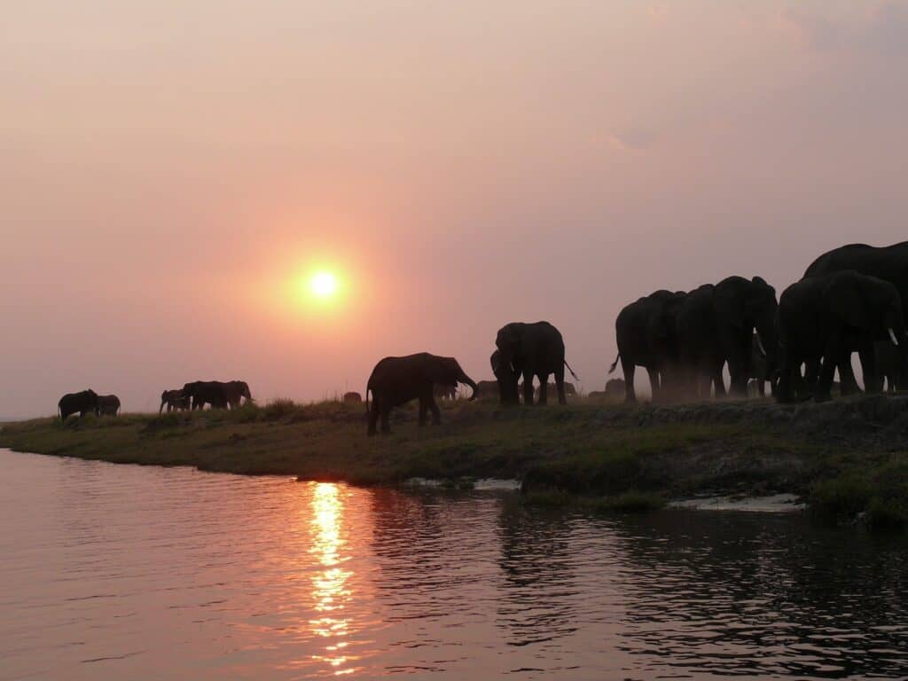 elephants au Botswana – pixabay