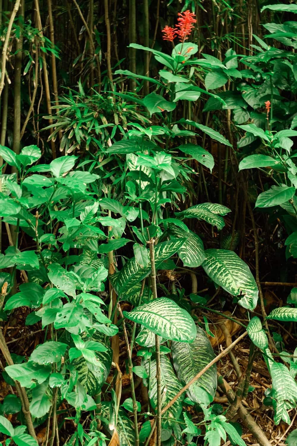 United States: guide to Oahu, Hawaii | Itineraries and Highlights - 6. Chutes 1