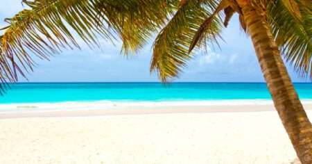 Une plage de sable blanc avec un palmier, donnant sur la mer turquoise