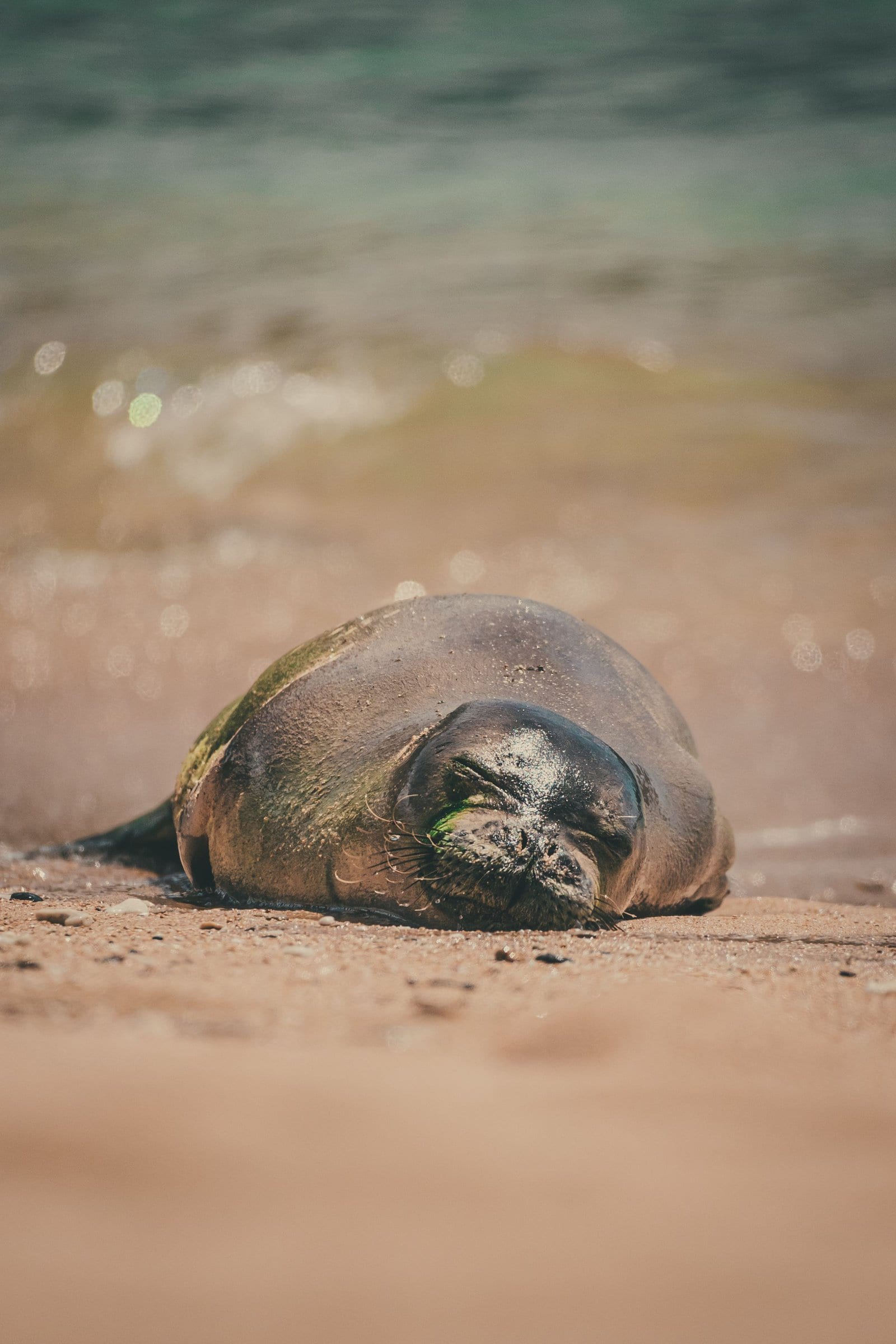 États-Unis&nbsp;: guide de voyage à Kauai, Hawaï | Itinéraires et incontournables - DSC5530