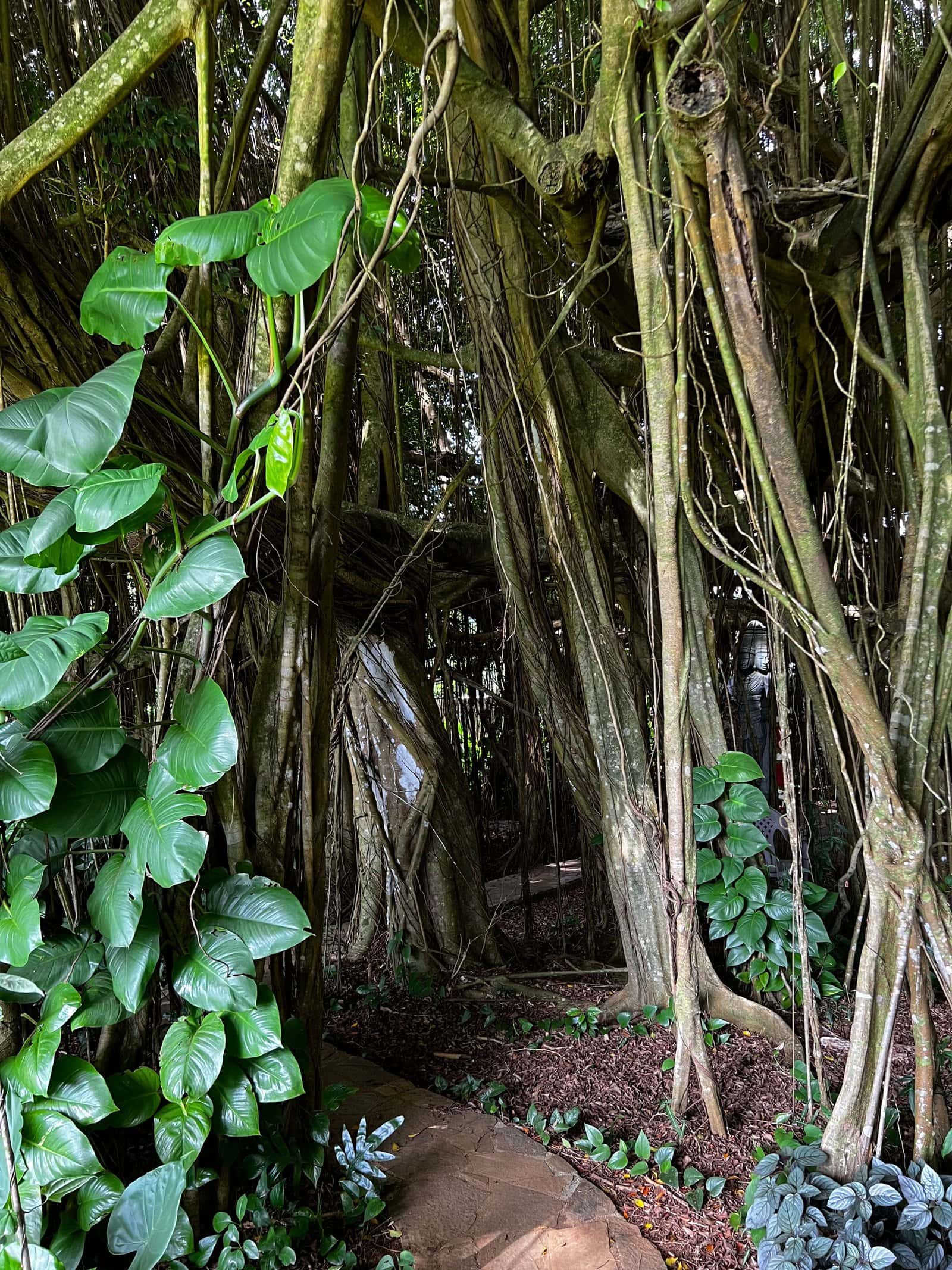États-Unis&nbsp;: guide de voyage à Kauai, Hawaï | Itinéraires et incontournables - IMG 2156