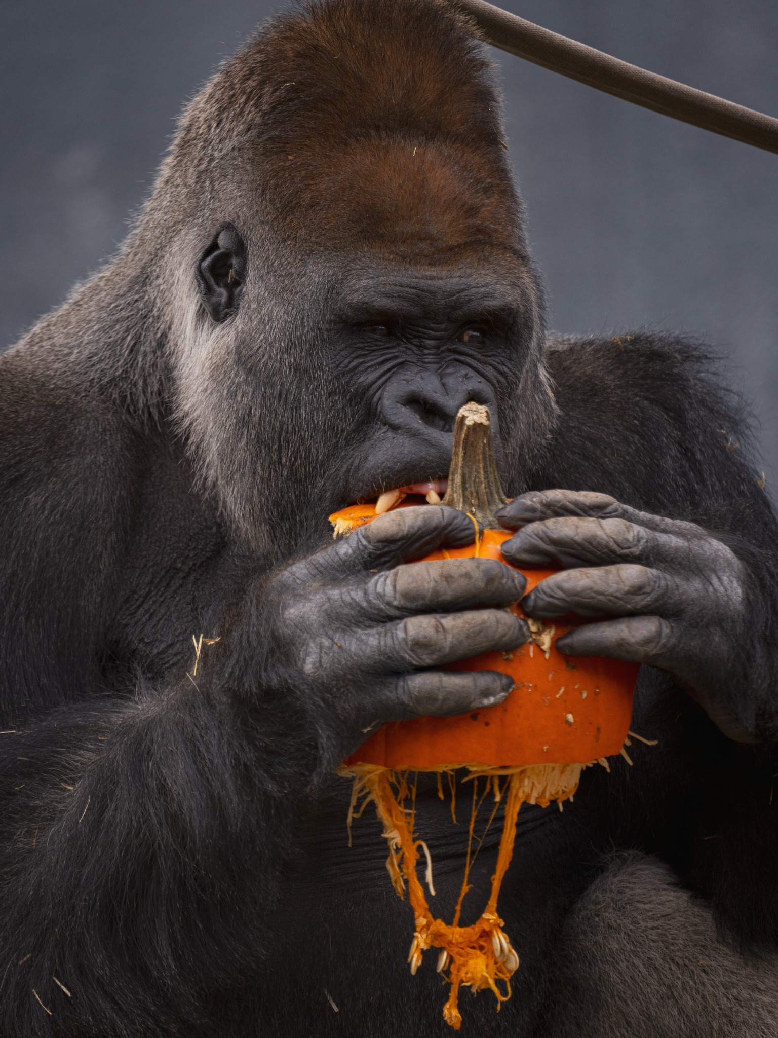 Les activités à faire à l’Halloween 2025 - Zoo de Granby