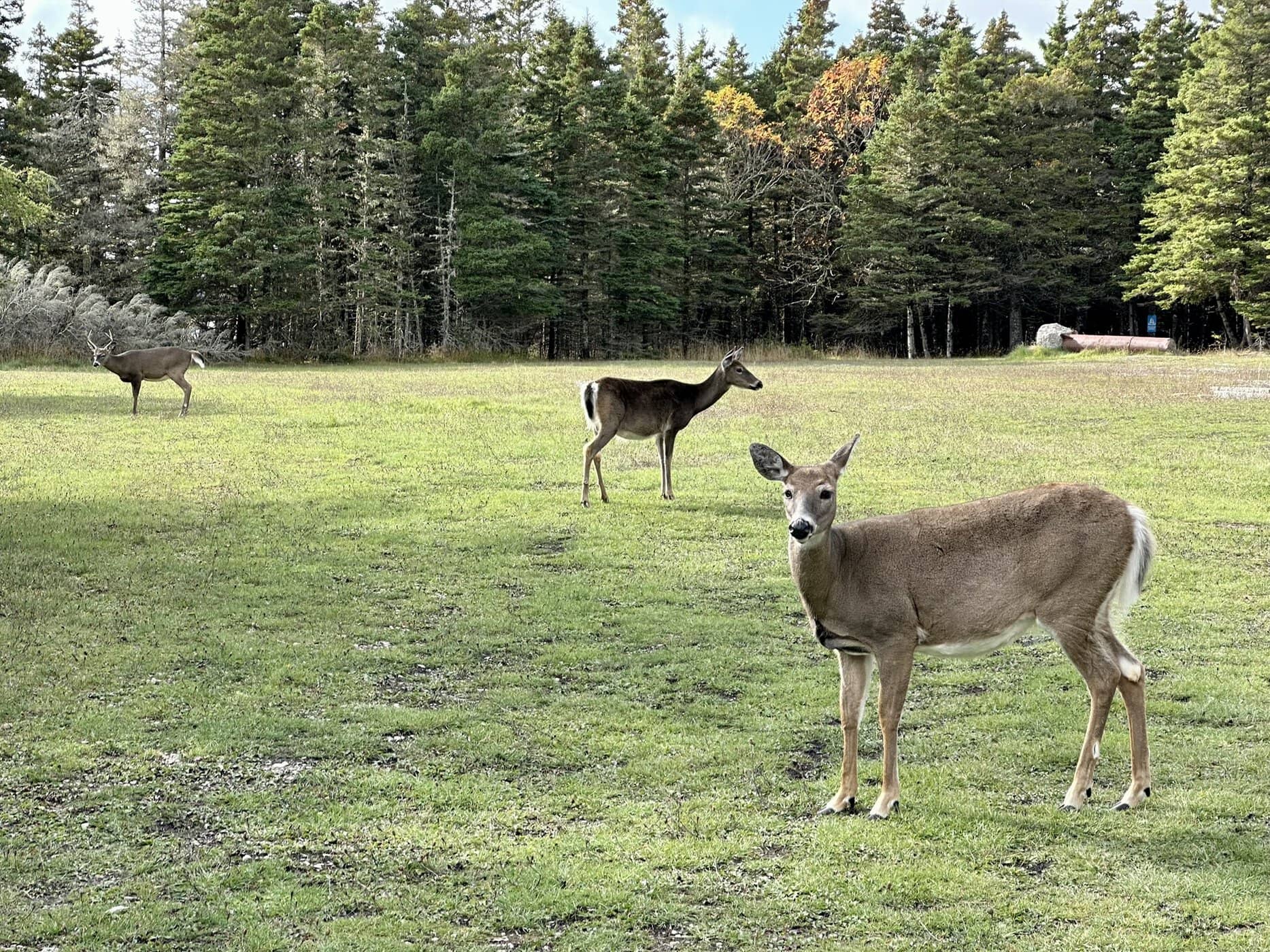 Anticosti : voyage au cœur d’une île préservée | Itinéraires et incontournables - Anticosti chevreuils