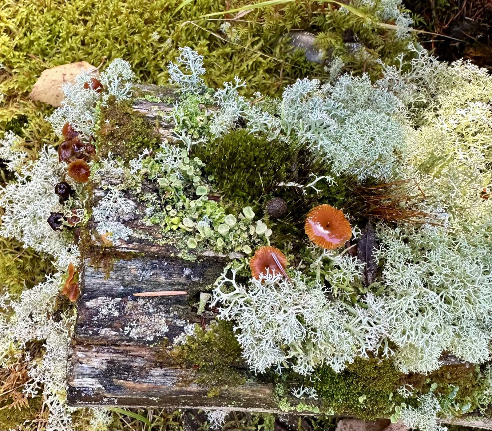 Anticosti&nbsp;: voyage au c&oelig;ur d&rsquo;une &icirc;le pr&eacute;serv&eacute;e | Itin&eacute;raires et incontournables - Exclos Anticosti
