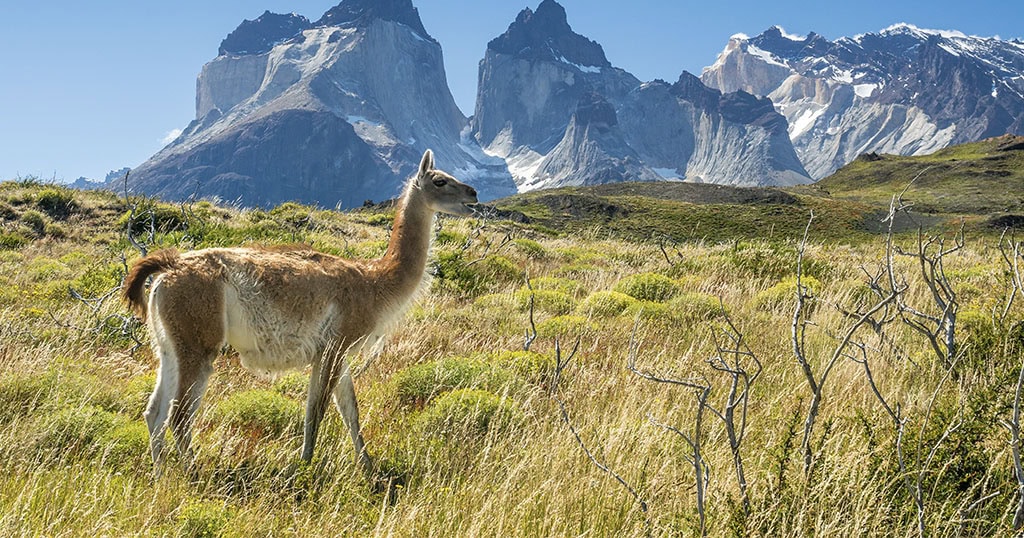 Patagonie - Torres del Paine, Chile