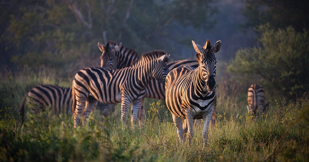 Safari - Afrique - Zèbre