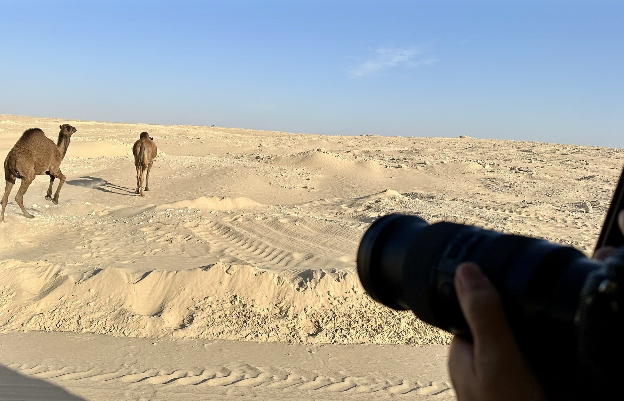 Tunisia Travel Guide: from Tunis to the Sahara | Itineraries and Highlights - sahara chameaux