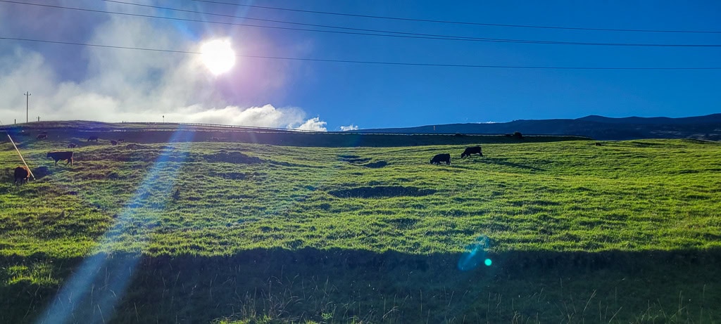 Maui Lever soleil Haleakala Vaches Haleakala