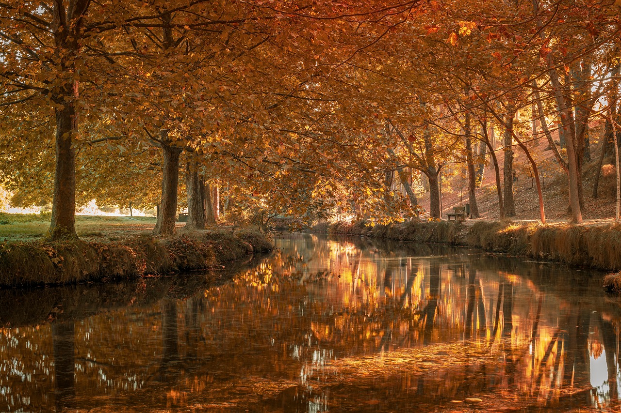 7 Best Travel Destinations to Admire Fall Colours - forest-6706559-1280
