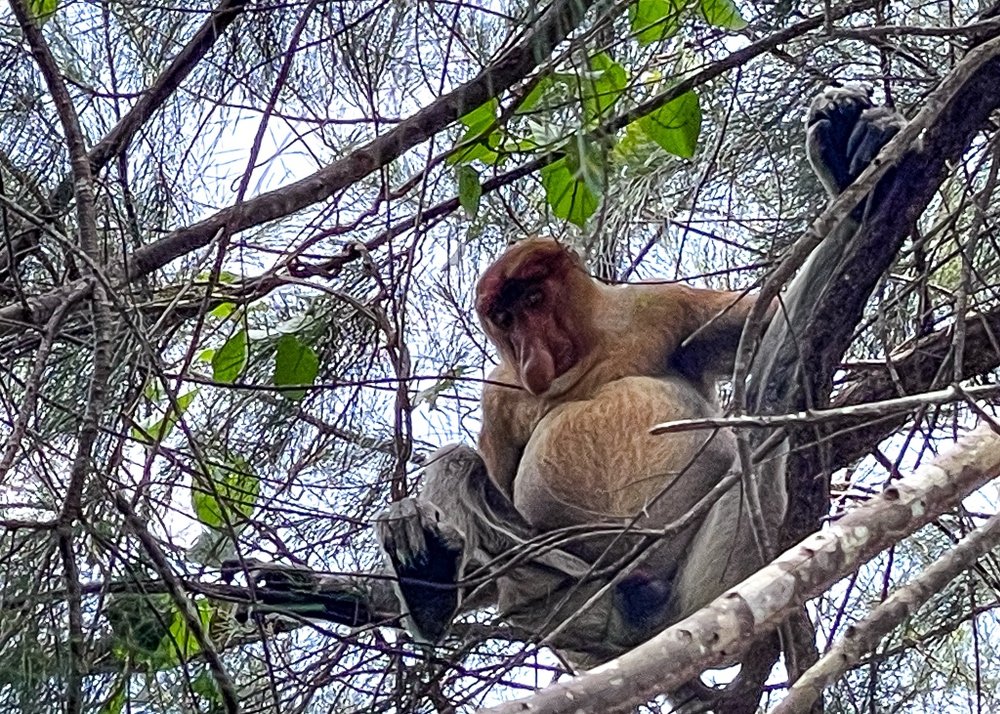 Hilton Kuching – parc national de Bako – Proposcis 1