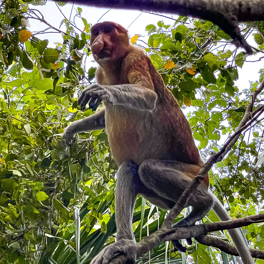 Hilton Kuching – parc national de Bako – Proposcis 2