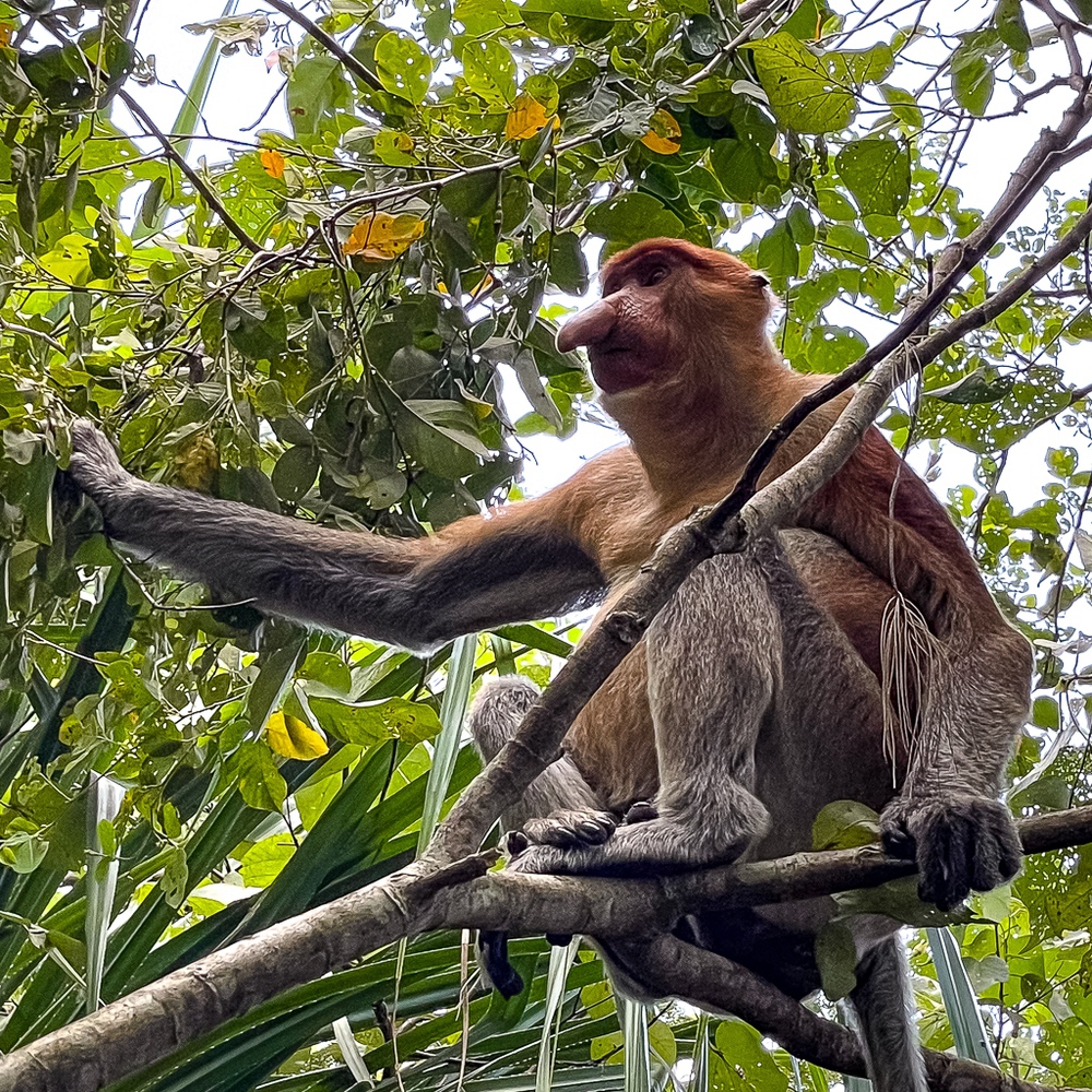 Hilton Kuching – parc national de Bako – Proposcis 3