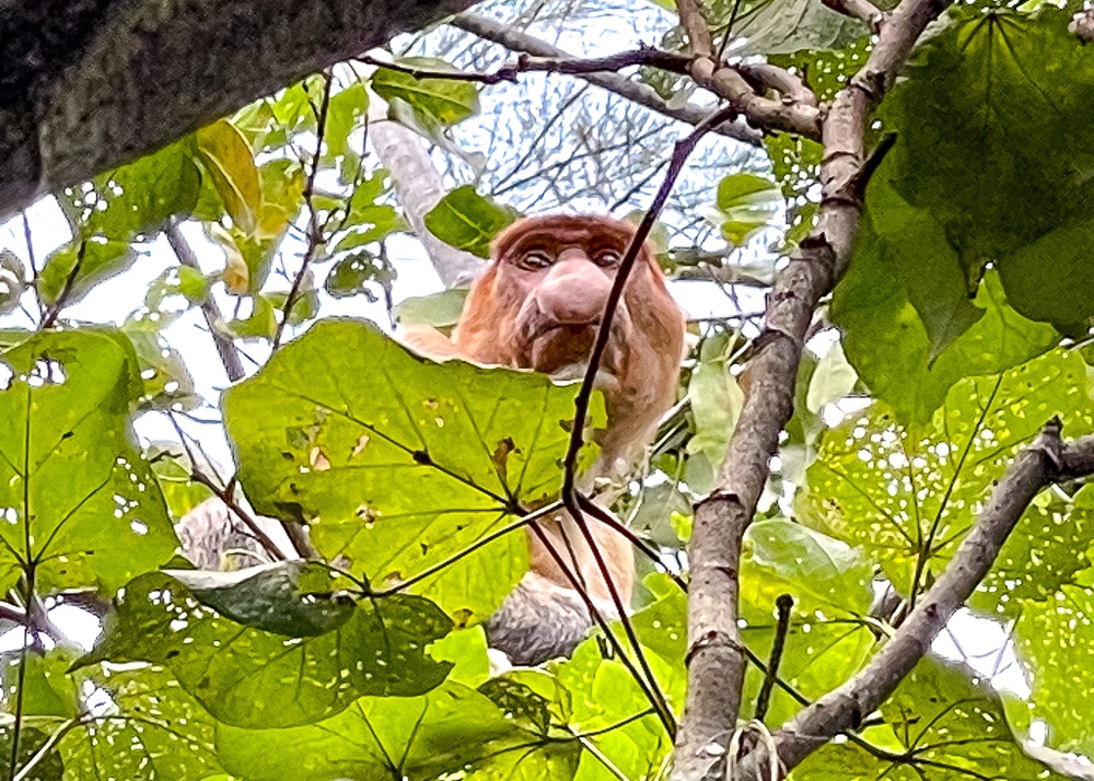 Hilton Kuching – parc national de Bako – Proposcis 4