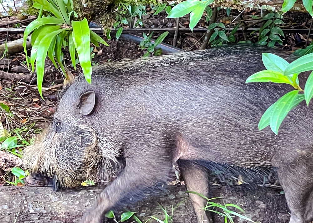 Hilton Kuching – parc national de Bako – Sangliers