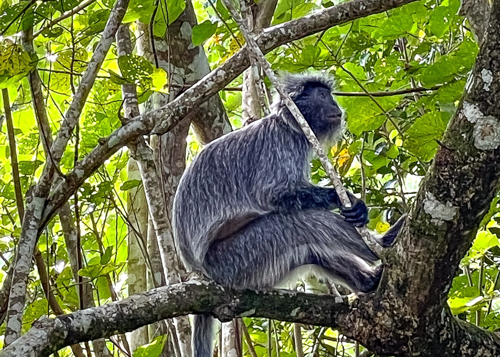 Hilton Kuching – parc national de Bako – Singes 1