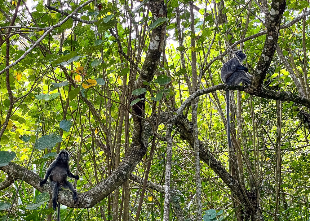 Hilton Kuching – parc national de Bako – Singes 2