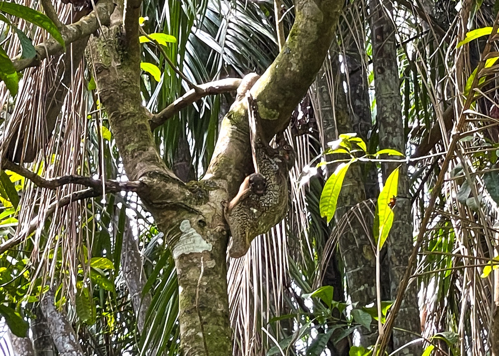 Hilton Kuching – parc national de Bako -lémurs volants 1