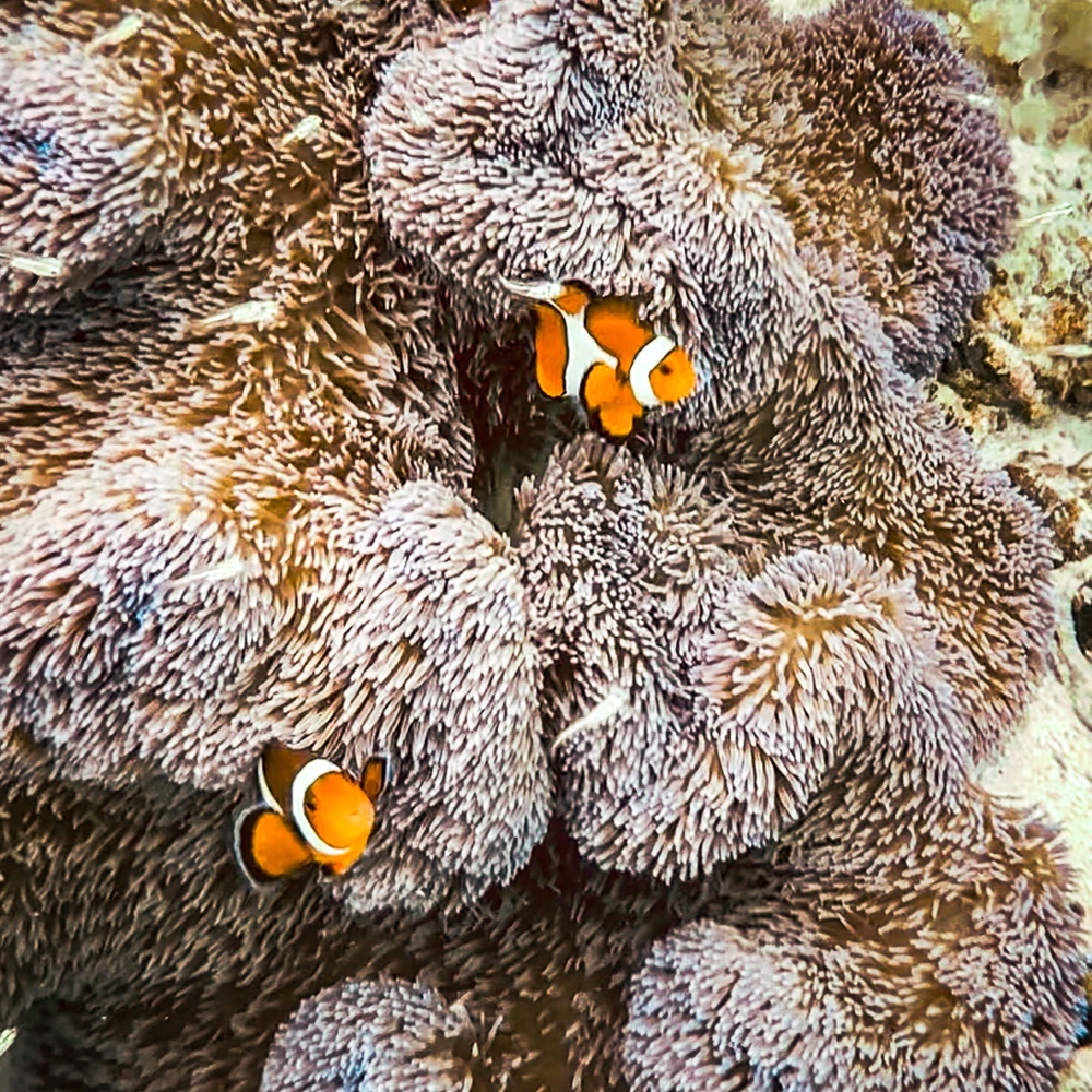 JF - Japon Okinawa Îles Kerama - Guide -Y - Faune marine 01