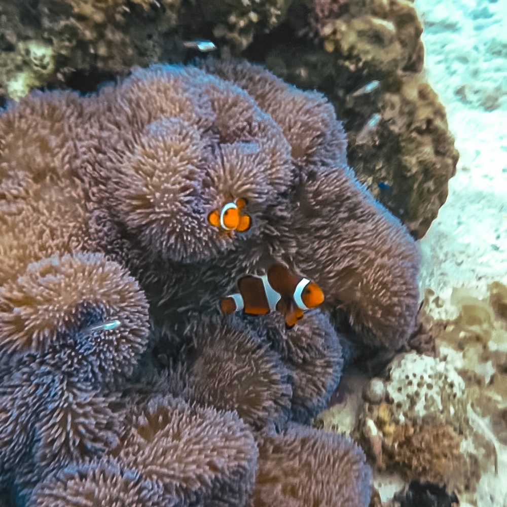 JF - Japon Okinawa Îles Kerama - Guide -Y - Faune marine 02