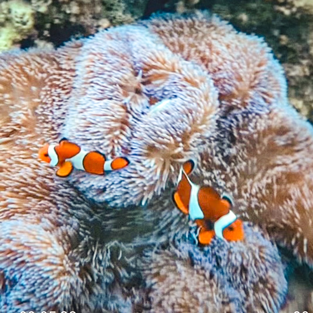 JF - Japon Okinawa Îles Kerama - Guide -Y - Faune marine 04