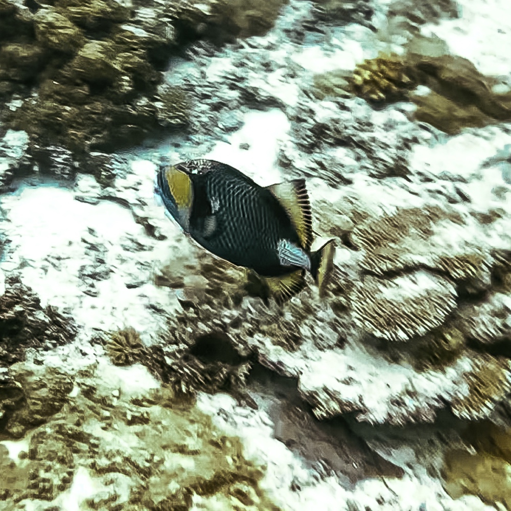JF - Japon Okinawa Îles Kerama - Guide -Y - Faune marine 05