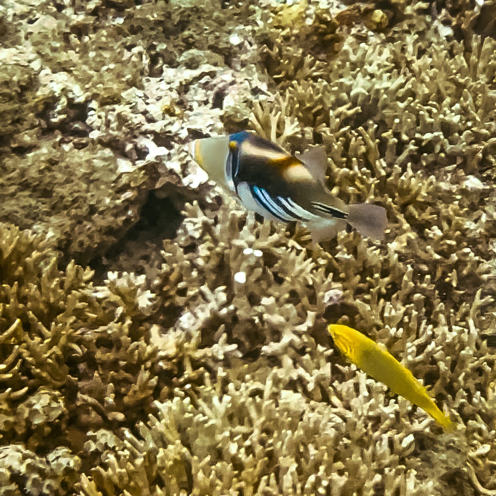 JF - Japon Okinawa Îles Kerama - Guide -Y - Faune marine 06