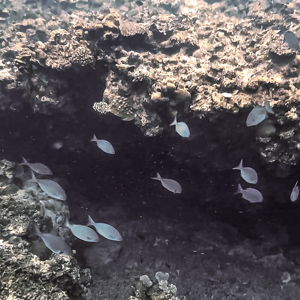 JF - Japon Okinawa Îles Kerama - Guide -Y - Faune marine 07
