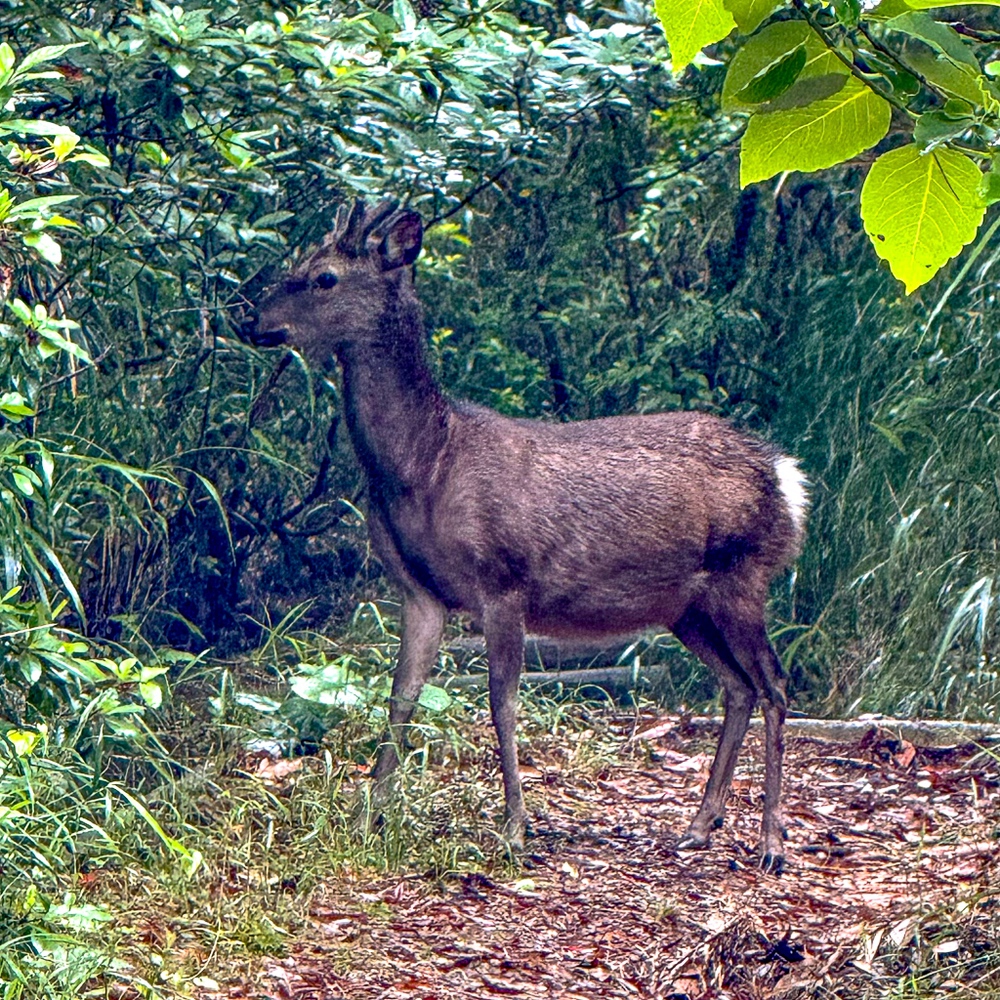 JF - Japon Okinawa Îles Kerama - Guide -Y - Faune terrestre chevreuil 02
