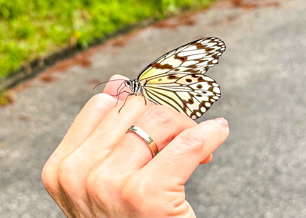 JF - Japon Okinawa Îles Kerama - Guide -Y - Faune terrestre papillon 01