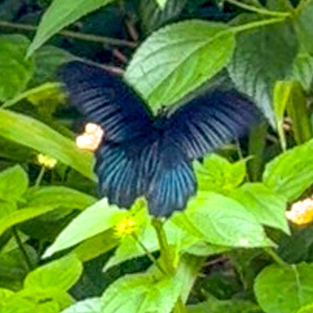 JF - Japon Okinawa Îles Kerama - Guide -Y - Faune terrestre papillon 02
