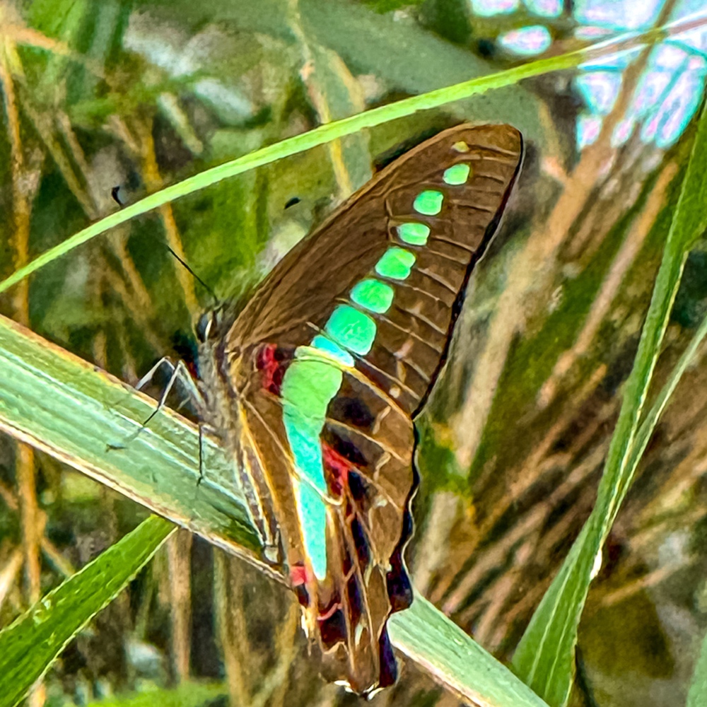 JF - Japon Okinawa Îles Kerama - Guide -Y - Faune terrestre papillon 03