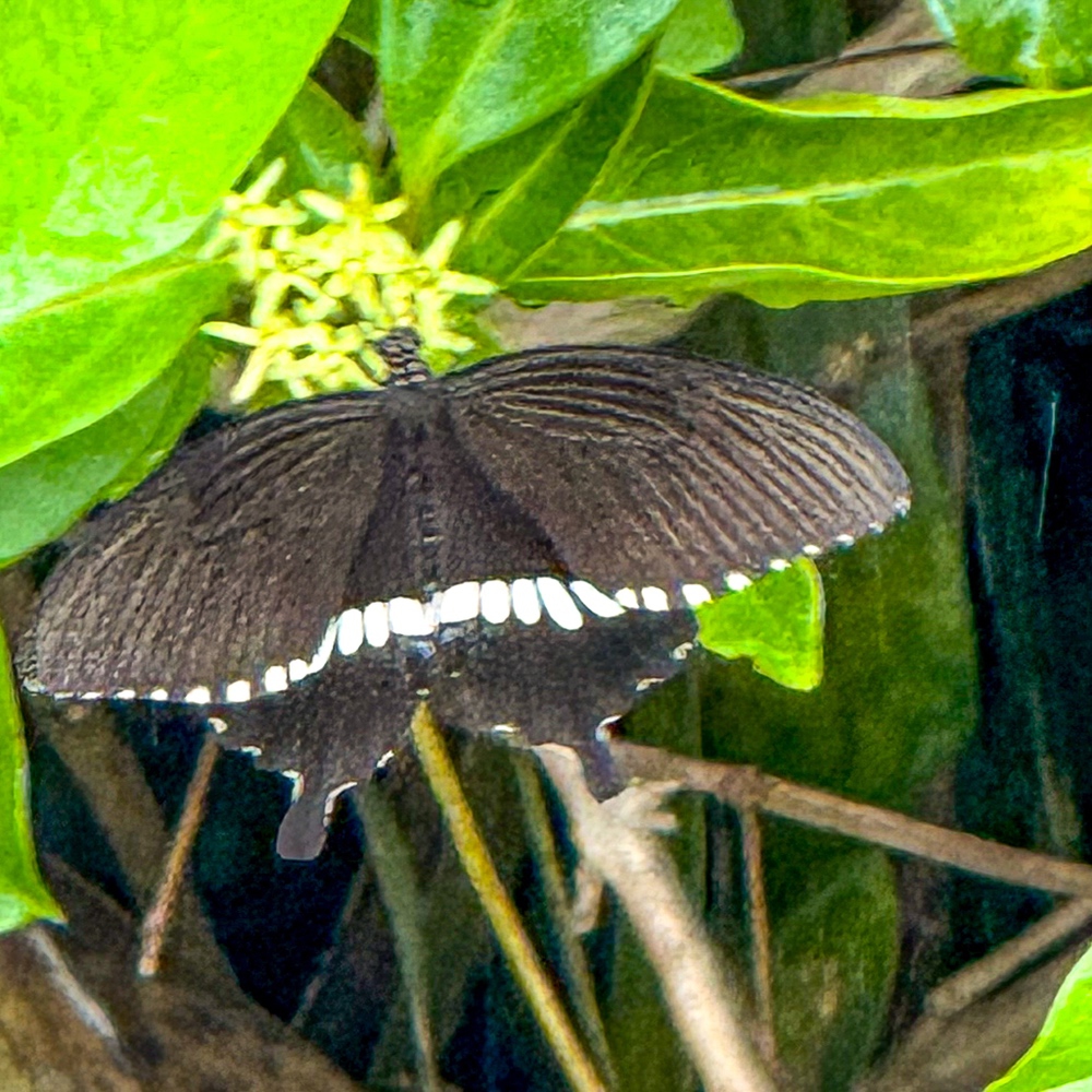 JF - Japon Okinawa Îles Kerama - Guide -Y - Faune terrestre papillon 04
