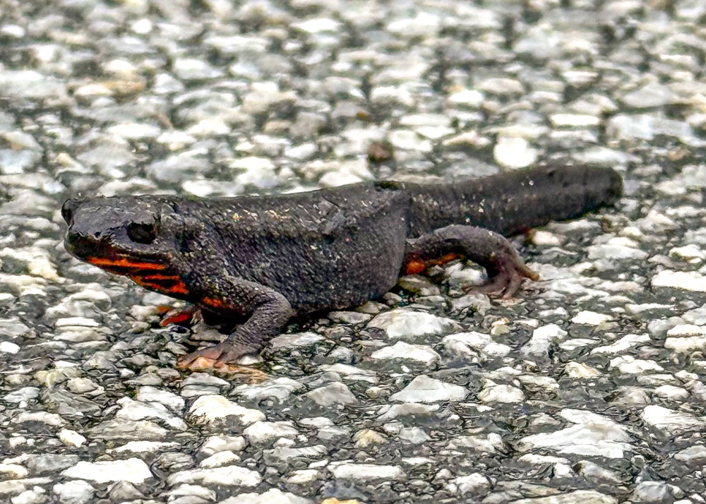 JF - Japon Okinawa Îles Kerama - Guide -Y - Faune terrestre salamandre 01