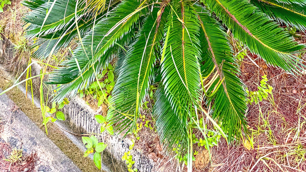 JF - Japon Okinawa Îles Kerama - Guide -Y - Flore 01