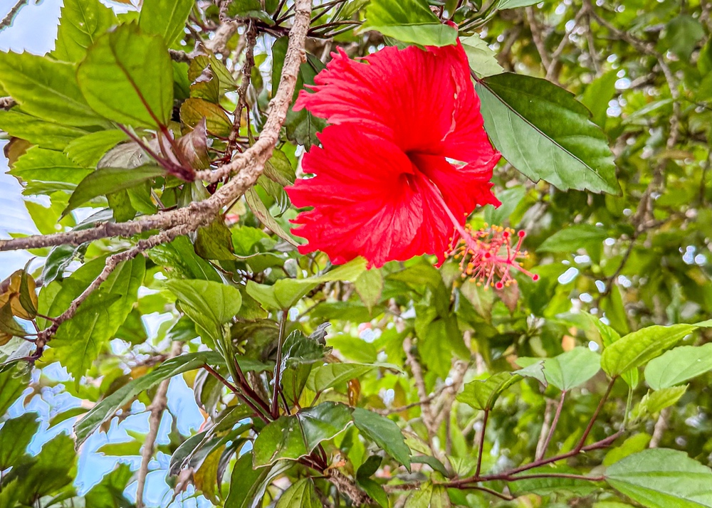 JF - Japon Okinawa Îles Kerama - Guide -Y - Flore 03