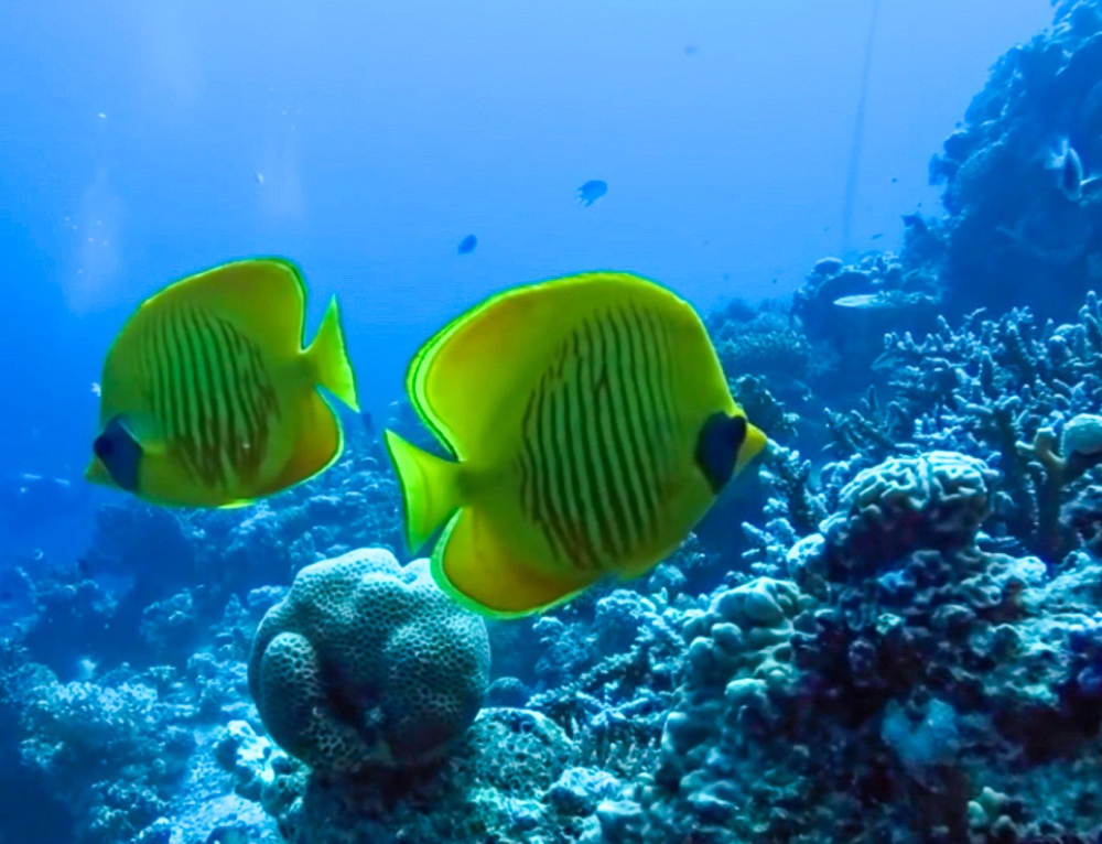 Hurghada Marriott Beach Resort - Z Plongée 04