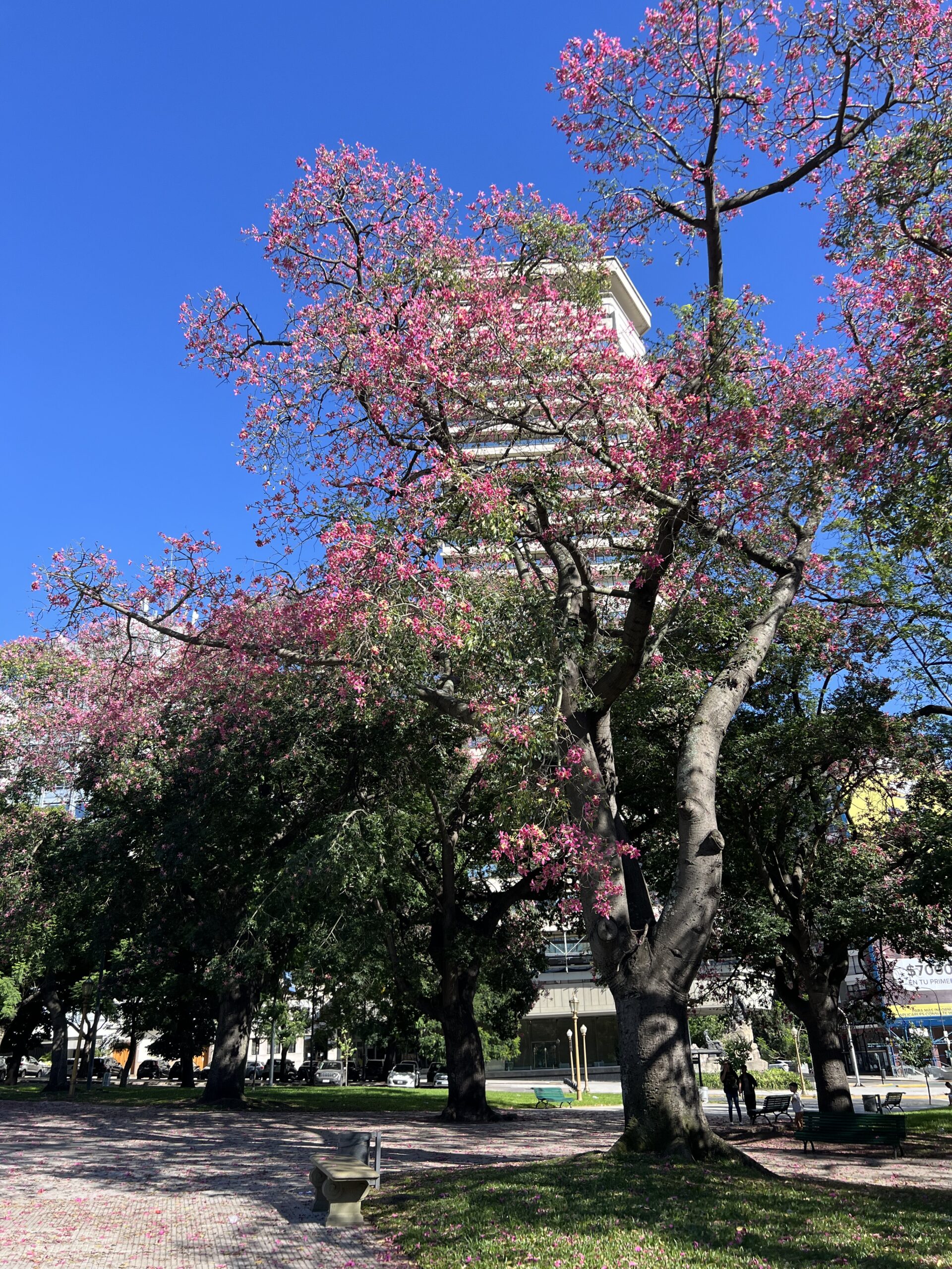 Arbre en fleurs de la Plaza San Martín à Buenos Aires