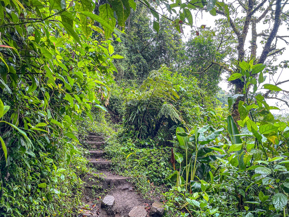 Sentier dans la réserve biologique de Monteverde, Costa Rica